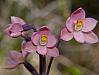 Thelymitra rubra - Salmon Sun Orchid.jpg